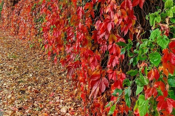 Золотой октябрь в Одессе: смотри, как это красиво (фото)
