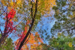 Золотой октябрь в Одессе: смотри, как это красиво (фото)