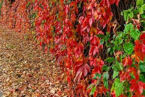 Золотой октябрь в Одессе: смотри, как это красиво (фото)