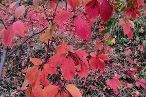 Золотой октябрь в Одессе: смотри, как это красиво (фото)